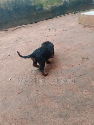 1-3 months Male Purebred Rottweiler