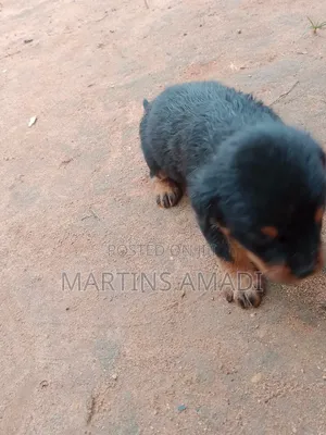 1-3 months Male Purebred Rottweiler