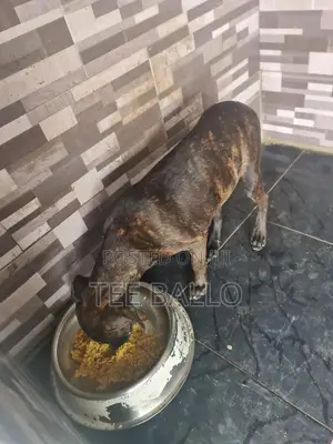 3-6 months Female Purebred Boerboel