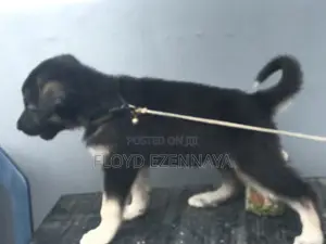 1-3 months Female Purebred German Shepherd