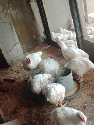 Broiler Chicken
