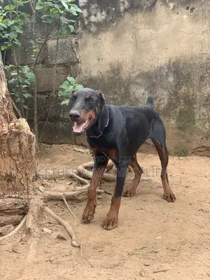 1+ year Female Purebred Doberman Pinscher