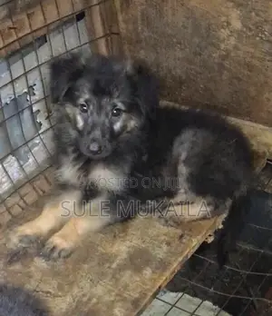 1-3 months Female Purebred German Shepherd