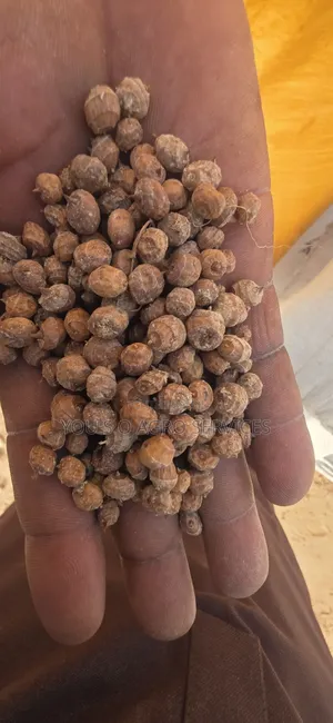 Clean Niger Aya (Tiger Nuts) Direct Supply