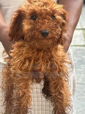 3-6 months Male Purebred Poodle