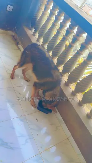 1+ year Male Purebred German Shepherd