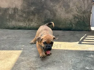 1-3 months Female Purebred Boerboel