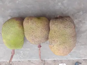 Jackfruit Jakfruit