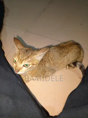 1-3 months Female Mixed Breed American Shorthair