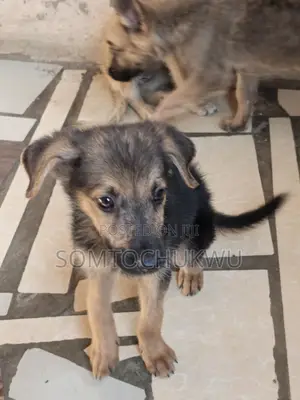 1-3 months Female Purebred German Shepherd