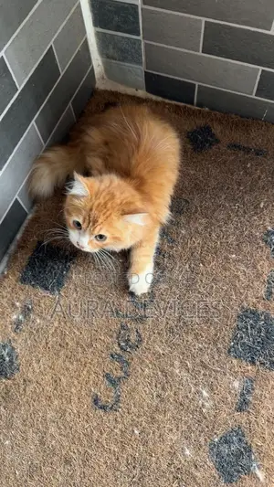1-3 months Male Purebred Turkish Angora
