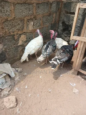 10 Male LifeTurkey Forsale