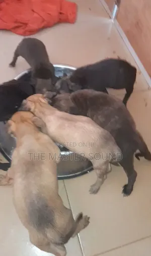 0-1 month Female Purebred Boerboel
