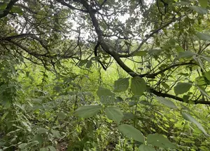 Land for Sale – A Golden Opportunity to Own Your Property!