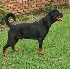 Pedigree Male Rottweiler for Mating/Stud Services