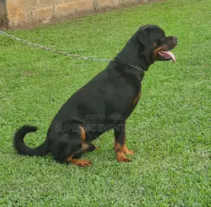 Pedigree Male Rottweiler for Mating/Stud Services