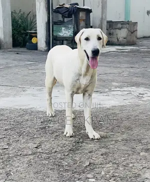 3-6 months Female Purebred Labrador Retriever