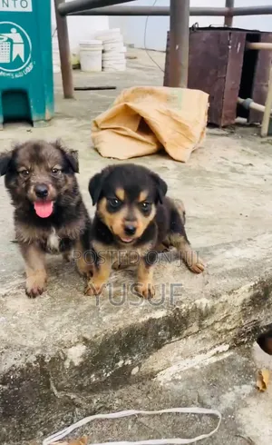 1-3 months Female Mixed Breed Rottweiler