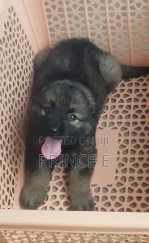 1-3 months Male Purebred Caucasian Shepherd