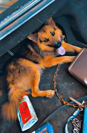 1+ year Male Purebred German Shepherd