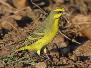 African Canary - The Singing Bird
