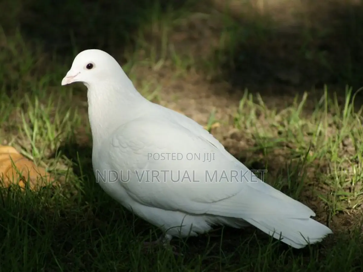 White Dove - The Peacemaker Bird