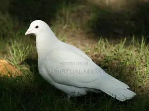White Dove - The Peacemaker Bird