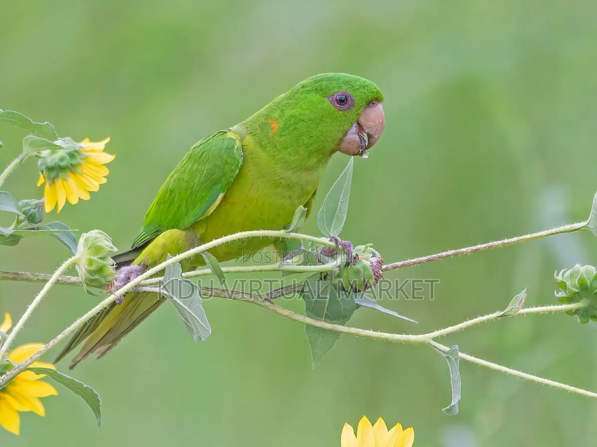 Parakeet Bird