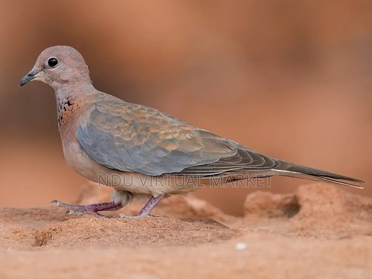 Coloured Dove - A Special Bird - Mourning Dove