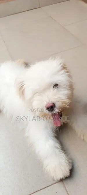 3-6 months Female Purebred Lhasa Apso