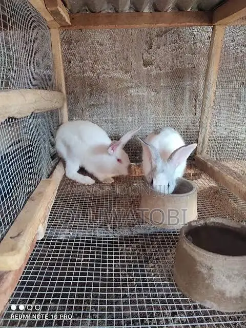 5 Months Rabbit for Sell Male
