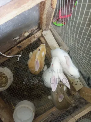 Purebred & Crossbred Rabbits (New Zealand White, Dutch, Chinchilla,)