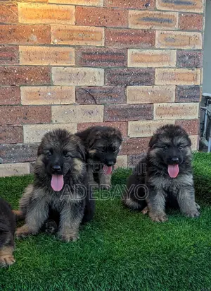 1-3 months Female Purebred German Shepherd
