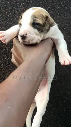 0-1 month Female Purebred American Pit Bull Terrier