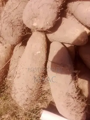 Raw Yam Tubers (Big Size)