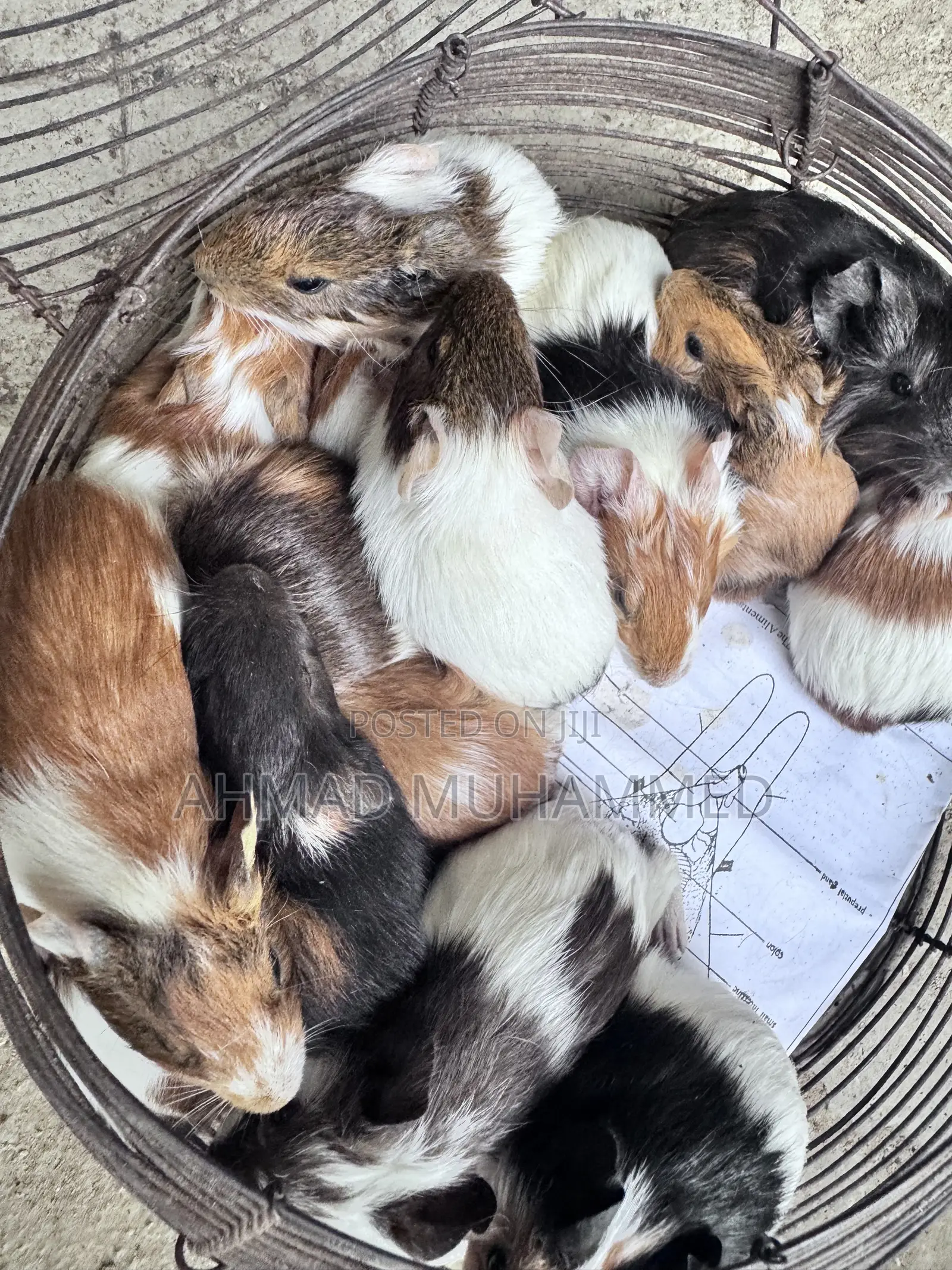 American Guinea Pigs
