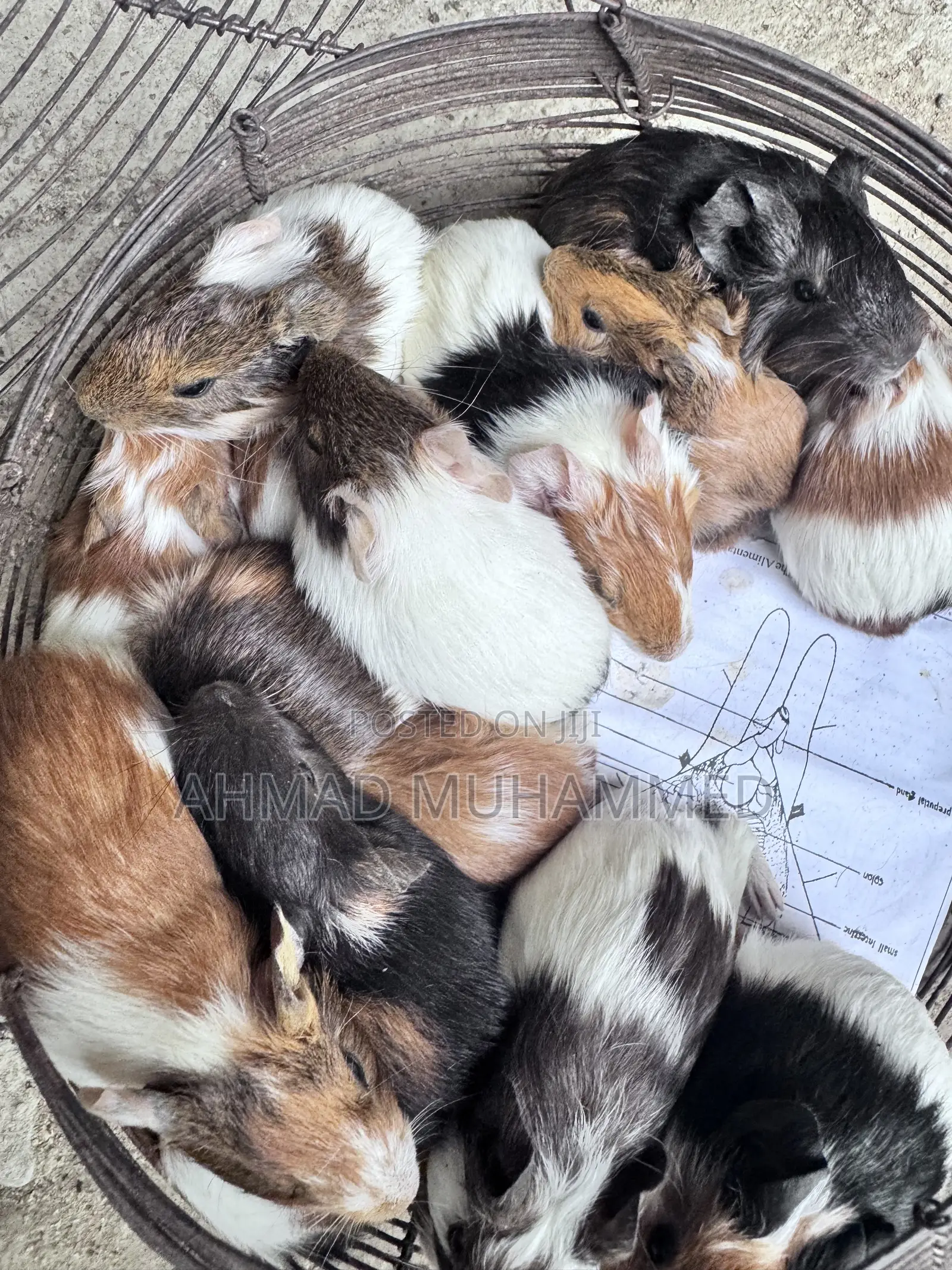 American Guinea Pigs