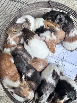 American Guinea Pigs