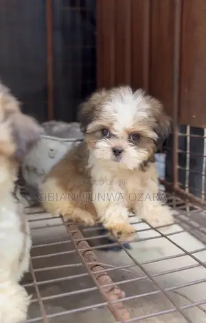 1-3 months Male Purebred Lhasa Apso