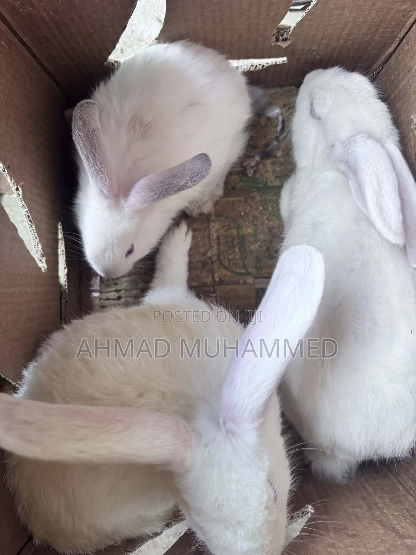 Angora Rabbit