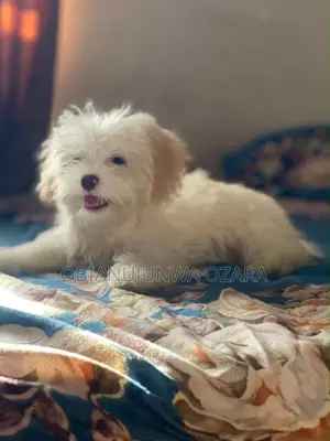 1-3 months Female Purebred Lhasa Apso