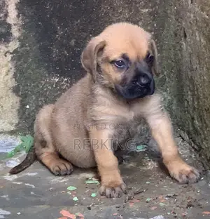 1-3 months Female Purebred Boerboel
