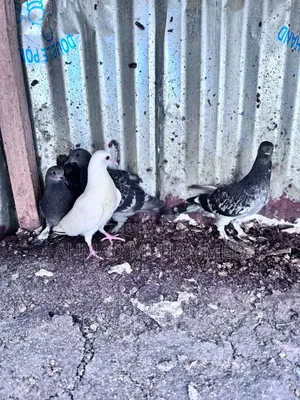 Adult Pigeon