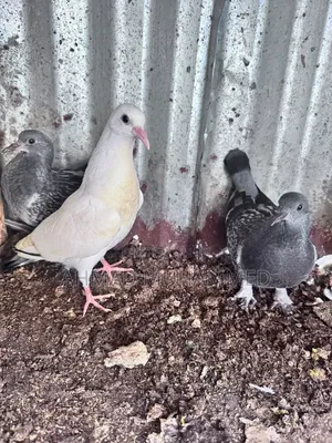 Adult Pigeon
