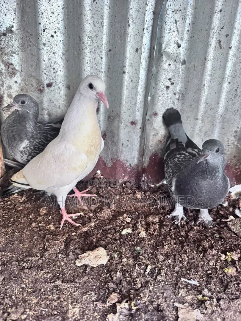 Adult Pigeon