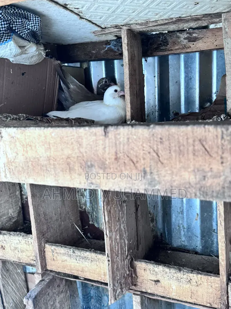 Adult Pigeon
