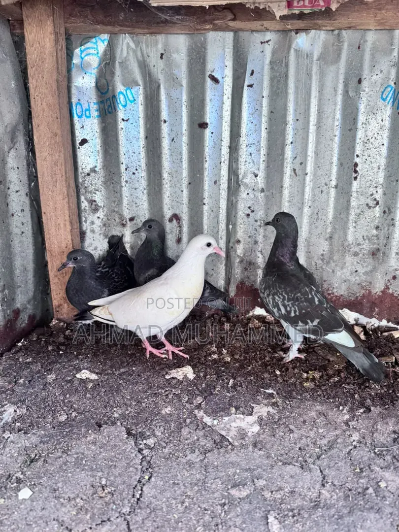 Adult Pigeon