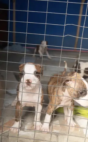 1-3 months Female Purebred American Pit Bull Terrier
