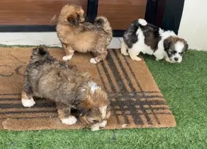 1-3 months Female Purebred Lhasa Apso