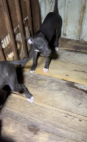 3-6 months Female Purebred American Pit Bull Terrier